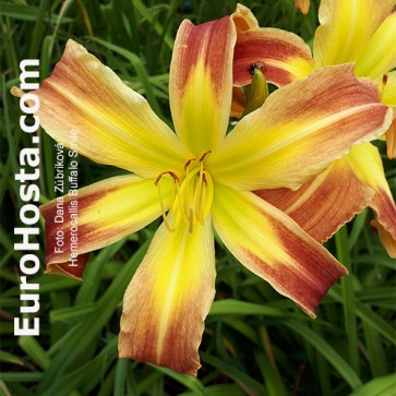 Hemerocallis BF 2018 - 32 Eurohosta