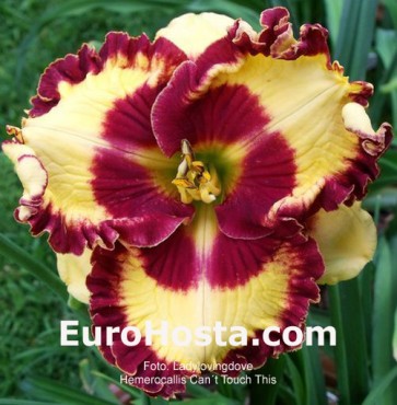 Hemerocallis Can't Touch This - Eurohosta