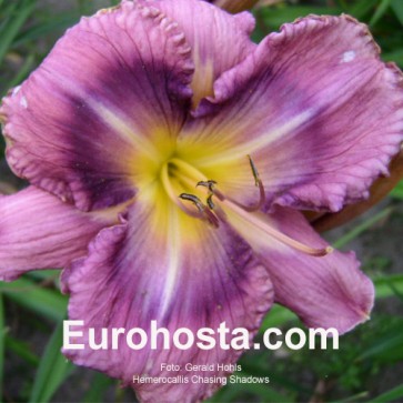 Hemerocallis Chasing Shadows