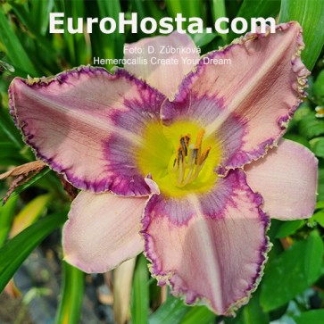 Hemerocallis Create Your Dream