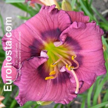 Hemerocallis Diamond Dusted Borders