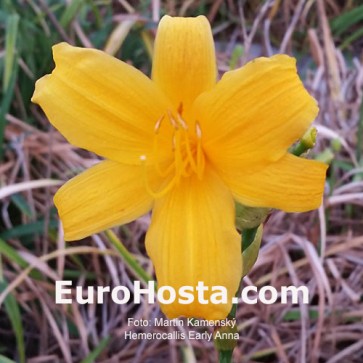  Hemerocallis Magic Amethist