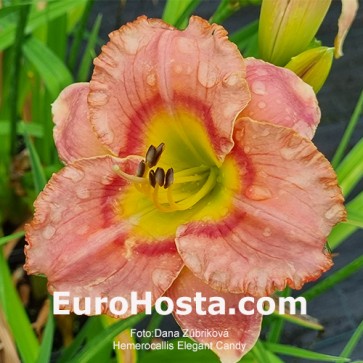 Hemerocallis Elegant Candy - Eurohosta