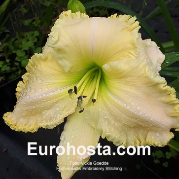 Hemerocallis Embroidery Stitching - Eurohosta