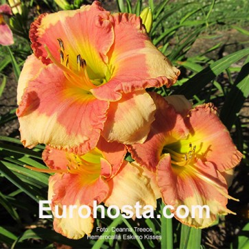 Hemerocallis Eskimo Kisses