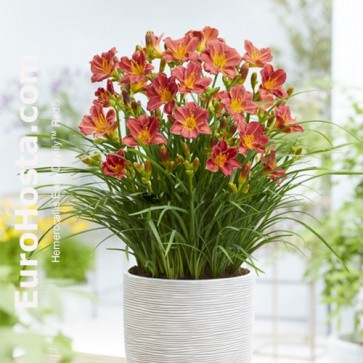 Hemerocallis EveryDaylily™ Red Ribs 