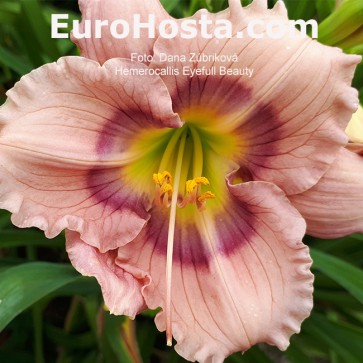 Hemerocallis Eyefull Beauty - Eurohosta