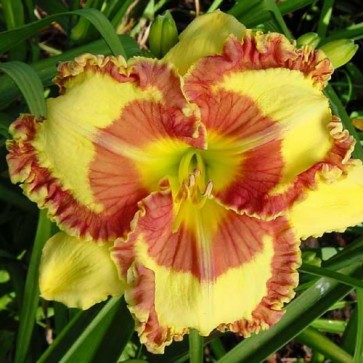 Hemerocallis Fashion Police-Eurohosta