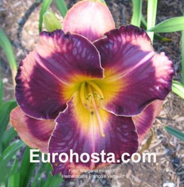 Hemerocallis Francois Verhaert - Eurohosta