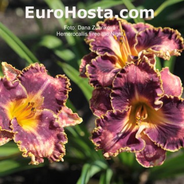 Hemerocallis Frank's Star Of Bethlehem - Eurohosta