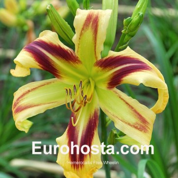 Hemerocallis Free Wheelin - Eurohosta