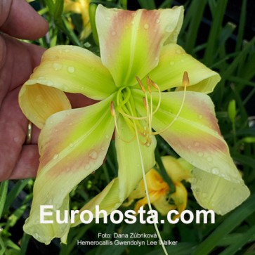 Hemerocallis Gwendolyn Lee Walker - Eurohosta