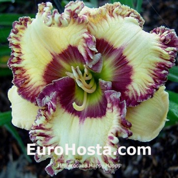 Hemerocallis Happy Happy - Eurohosta