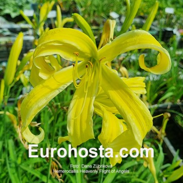 Hemerocallis Heavenly Flight of Angels - Eurohosta