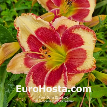 Hemerocallis Hello Screamer - Eurohosta