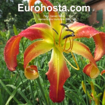 Hemerocallis Hurricane Bob