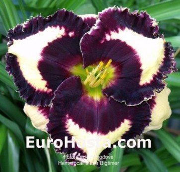 Hemerocallis Ima Bigtimer - Eurohosta