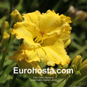 Hemerocallis Imperial Lemon - Eurohosta