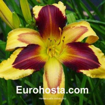 Hemerocallis Indian Sky