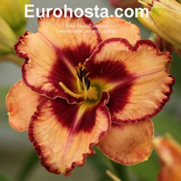 Hemerocallis Lies and Lipstick