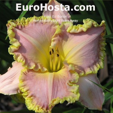 Hemerocallis Light Years Away
