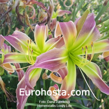 Hemerocallis Loopy Loo - Eurohosta