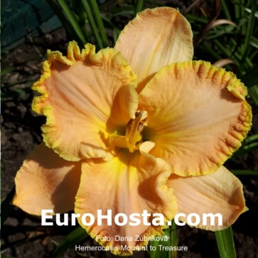 Hemerocallis Moment to Treasure 