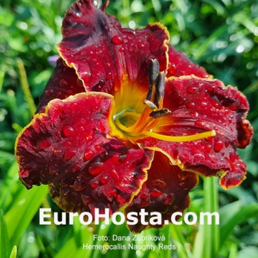 Hemerocallis Naughty Red
