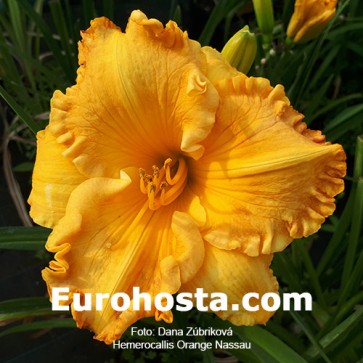 Hemerocallis Orange Nassau - Eurohosta