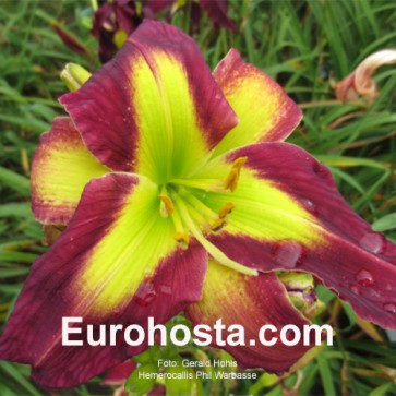 Hemerocallis Phil Warbasse