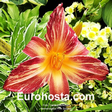 Hemerocallis Pink Stripes - Eurohosta