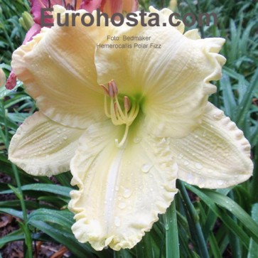 Hemerocallis Polar Fizz - Eurohosta