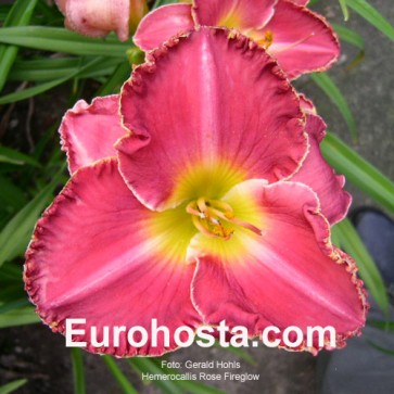 Hemerocallis Rose Fireglow