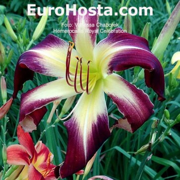 Hemerocallis Royal Celebration