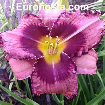 Hemerocallis Russian Ragtime - Eurohosta