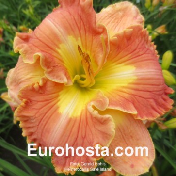 Hemerocallis String Bikini