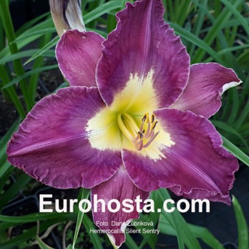 Hemerocallis Silent Sentry - Eurohosta