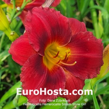 Hemerocallis Siloam Showgirl Eurohosta