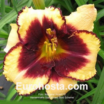 Hemerocallis Spacecoast Starburst 