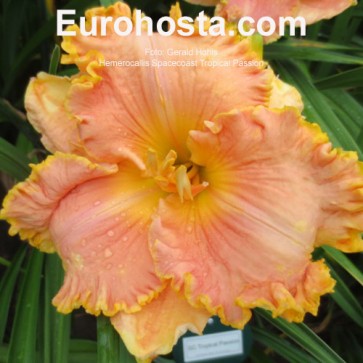 Hemerocallis Spacecoast Tropical Passion