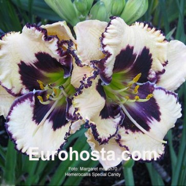 Hemerocallis Special Candy - Eurohosta