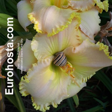 Hemerocallis Stars in the Sky - Eurohosta