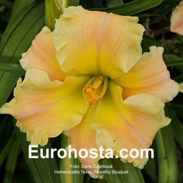 Hemerocallis Texas Beautiful Bouquet - Eurohosta