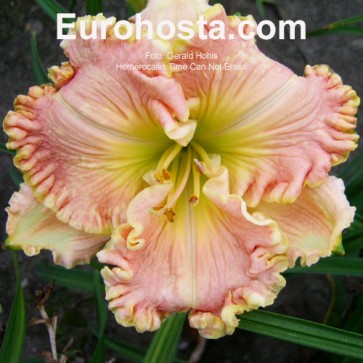 Hemerocallis Time Can Not Erase