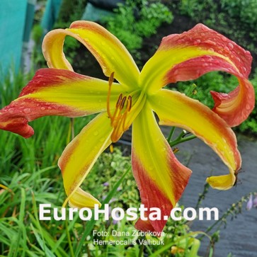 Hemerocallis Valibuk