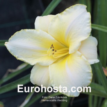 Hemerocallis Wedding Band - Eurohosta