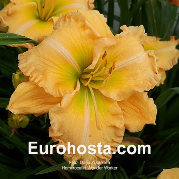 Hemerocallis Wonder Worker - Eurohosta