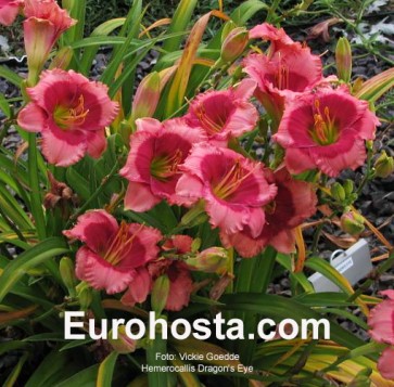 Hemerocallis Dragons Eye - Eurohosta