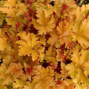 Heuchera Amber Waves 