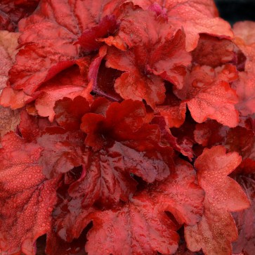 Heuchera Sugar Plum